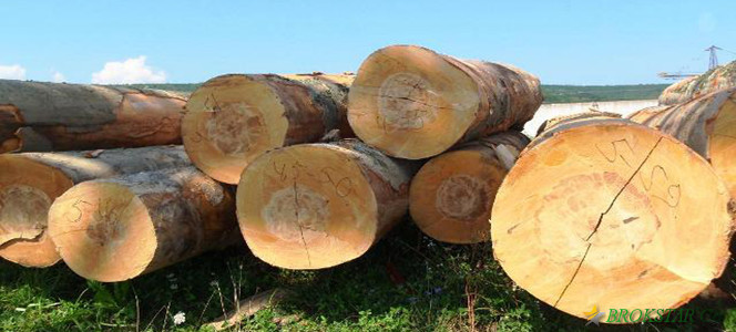 Экспорт необработанного леса