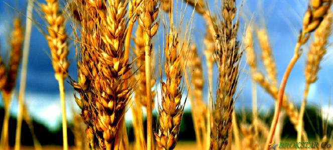 Украина получила от экспорта аграрной продукции 11 миллиардов долларов СШ